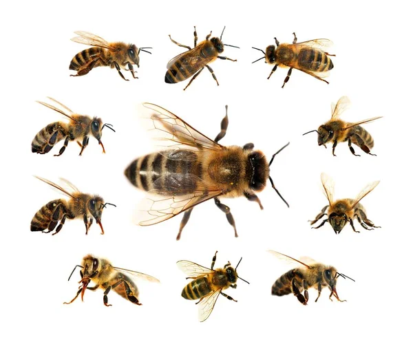 Skupina Bee Nebo Včel Latinské Apis Mellifera Evropské Nebo Západní — Stock fotografie