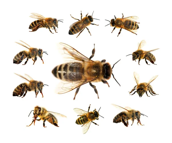 Grupp Bee Eller Honungsbinas Latin Apis Mellifera Europeiska Eller Västra — Stockfoto