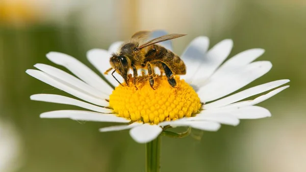 Detalle Abeja Abeja Latín Apis Mellifera Abeja Europea Occidental Miel — Foto de Stock