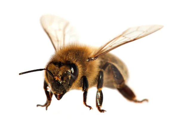 Detail Van Bij Honingbij Het Latijn Apis Mellifera Europese Westerse — Stockfoto