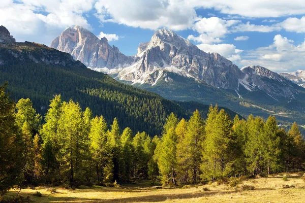 Larch Wood Tofano Tofana Tofane Gruppe Alps Dolomities Mountains Italy — Stock Photo, Image