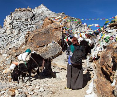 Karavan yaks ve kadın Renjo La Pass yakınındaki dağ herhangi bir zamanda, üç geçer trek, Khumbu Vadisi, Nepal Himalayalar dağlar