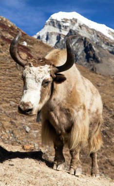Yak Everest giderken ana kampta (Bos grunniens veya Bos mutus) - Nepal Himalayalar dağlar