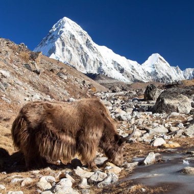 Kahverengi yak, Bos Grunniens veya Bos Mutus, Everest Ana kampı ve mount Pumo ri - Nepal Himalayalar dağlar giderken