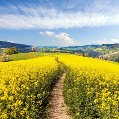 Kolza tohumu, kanola veya kolza Latin Brassica napus yolu ile alan yol ve güzel bulutlu gökyüzü, kolza tohumu bitki yeşil enerji ve yeşil sanayi, Bahar alan çiçekli altın için değil
