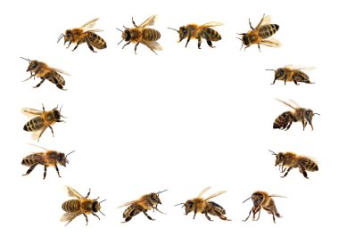 Arı veya bal arısı Latin Apis Mellifera, Avrupa ya da Batı bal arıları altın arıları, beyaz arka plan izole içinde grubu