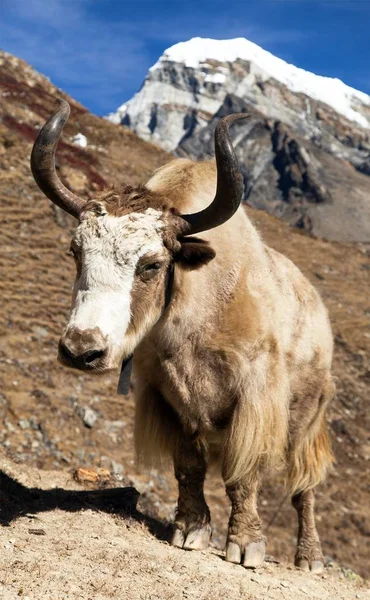 Пути Базовому Лагерю Эверест Bos Grunniens Bos Mutus Непал Гималаи — стоковое фото