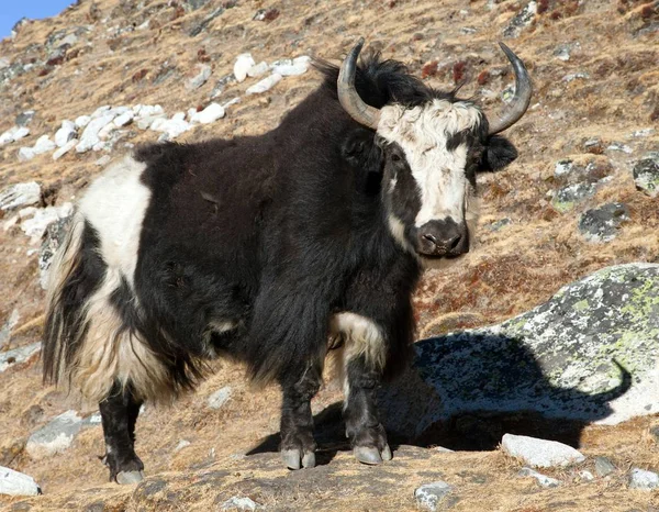 在前往珠穆朗玛峰大本营 尼泊尔喜马拉雅山的途中 白牦牛 Bos Grunniens Bos Mutus — 图库照片
