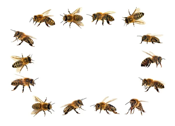 Group Bee Honeybee Latin Apis Mellifera European Western Honey Bees — Stock Photo, Image