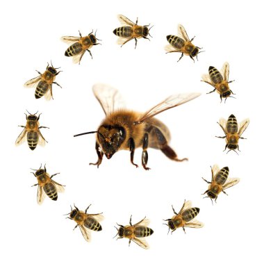 Arı veya bal arısı Latin Apis Mellifera, Avrupa ya da Batı bal arıları altın arıları, beyaz arka plan izole içinde grubu