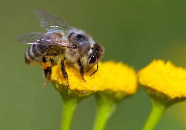 Подробности Пчеле Пчеле Латинском Языке Apis Mellifera Европейской Западной Пчеле — стоковое фото