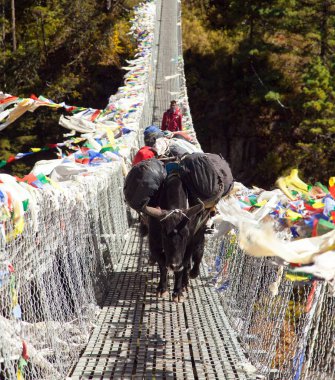 Yaks ve asma köprü Everest Dağı Merkez kampına giderken asılı ip üzerinde kişi Namche Bazar - Nepal yakın: