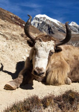 Yak Everest giderken ana kampta (Bos grunniens veya Bos mutus) - Nepal Himalayalar dağlar