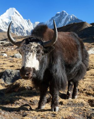 Siyah yak, bos grunniens veya bos mutus Everest Ana kampı ve mount Pumo ri - Nepal Himalayalar dağlar giderken