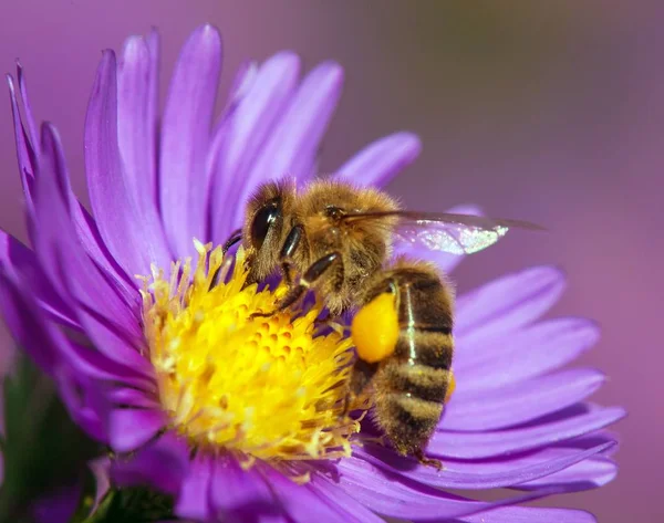 Detail Der Biene Oder Honigbiene Lateinisch Apis Mellifera Europäische Oder — Stockfoto