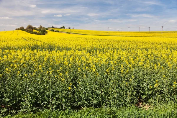 Rapeseed Canola Colza Field Latin Brassica Napus Beautiful Cloudy Sky — Stock Photo, Image