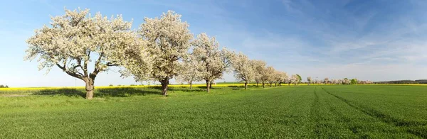 Aleja Drzew Wiśni Pięknego Kwitnienia Drzewo Drogi — Zdjęcie stockowe