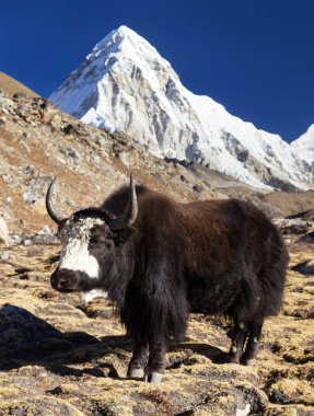 Siyah yak, bos grunniens veya bos mutus Everest Ana kampı ve mount Pumo ri - Nepal Himalayalar dağlar giderken