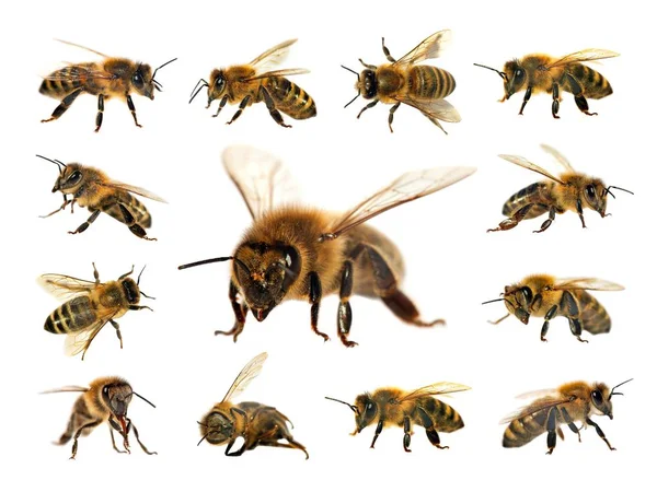 Skupina Bee Nebo Včel Latinské Apis Mellifera Evropské Nebo Západní — Stock fotografie
