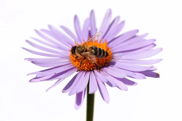 Detail Der Biene Oder Honigbiene Lateinisch Apis Mellifera Europäische Oder — Stockfoto