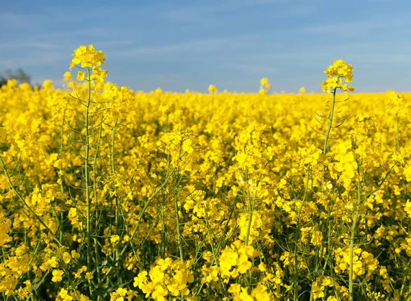 Detail Des Blühenden Raps Oder Raps Feldes Lateinisch Brassica Napus — Stockfoto