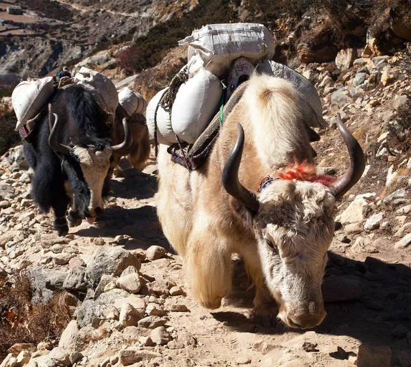 Caravana Yaks Bos Grunniens Bos Mutus Camino Campamento Base Del — Foto de Stock