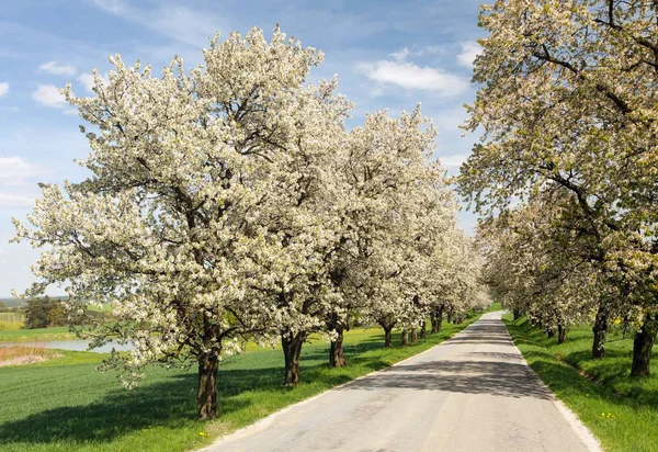 Gränden Körsbärsträd Vit Blomning Vacker Utsikt — Stockfoto