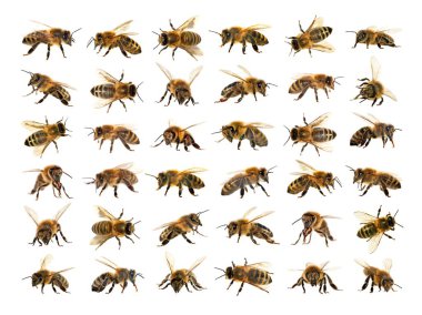 Arı veya bal arısı Latin Apis Mellifera, Avrupa ya da Batı bal arıları altın arıları, beyaz arka plan izole içinde grubu