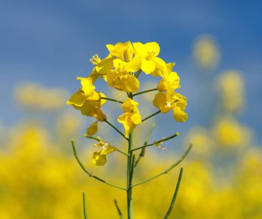Ayrıntı alanının çiçekli kolza tohumu kanola veya kolza Latince Brassica Napus, bitki yeşil enerji ve petrol endüstrisi için kolza tohumu mavi gökyüzü arka plan üzerinde