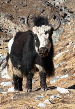Siyah ve beyaz yak (Bos grunniens veya Bos mutus) Everest Ana kampı - Nepal Himalayalar giderken