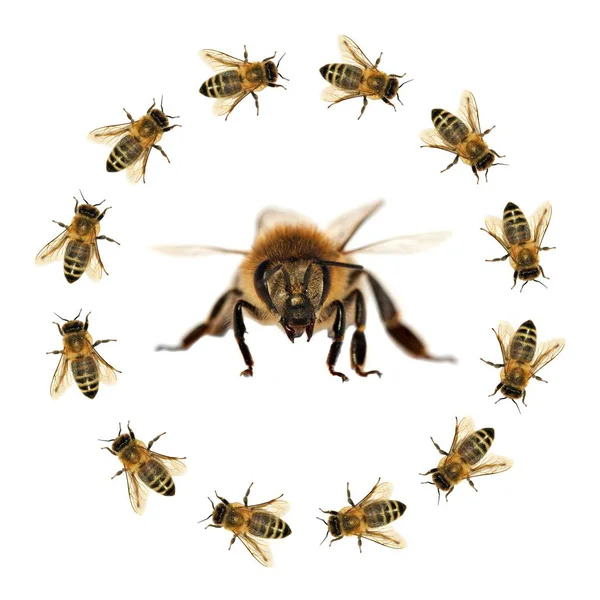 Group Bee Honeybee Latin Apis Mellifera European Western Honey Bees — Stock Photo, Image