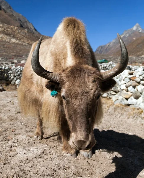 Yak Brun Bos Latin Grunniens Bos Mutus Sur Chemin Camp — Photo