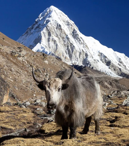 Yak Bos Grunniens Eller Bos Mutus Väg Till Everest Basläger — Stockfoto