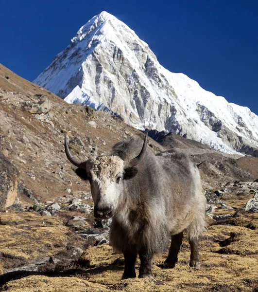 Yak Bos Grunniens Bos Mutus Way Everest Base Camp Mount — Stock Photo, Image