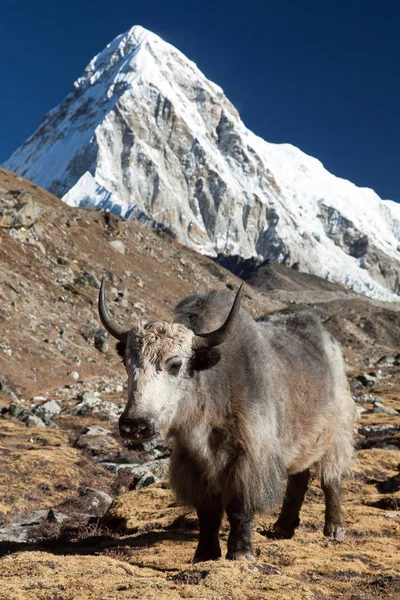 Yak Bos Grunniens Bos Mutus Route Vers Camp Base Everest — Photo