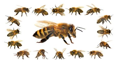 Arı veya bal arısı Latin Apis Mellifera, Avrupa ya da Batı bal arıları altın arıları, beyaz arka plan izole içinde grubu