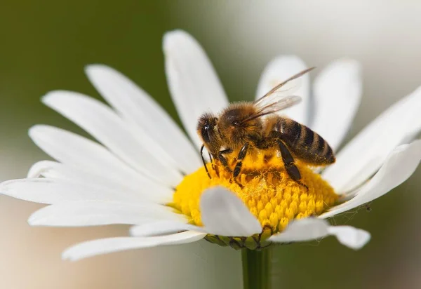 蜂またはラテン セイヨウミツバチ 一般的なデイジーの白い花の上に座ってヨーロッパや西洋ミツバチ ミツバチの詳細 — ストック写真