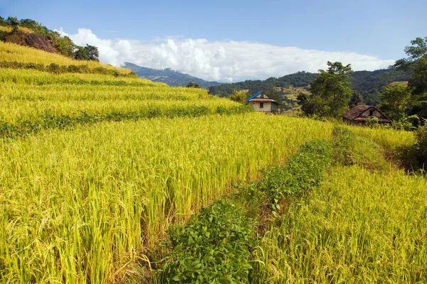 Golden Terraced Rice Paddy Field Nepal Himalayas Mountains Beautiful Himalayan — Stock Photo, Image
