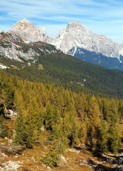 カラマツ林や Tofano トファーナ Tofane グルッペ アルプスの Dolomities イタリア — ストック写真