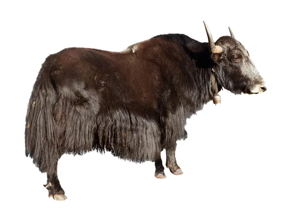 Black Yak Bos Grunniens Bos Mutus Isolated White Background Yak — Stock Photo, Image