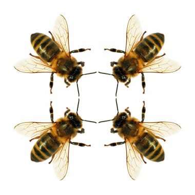 Arı veya bal arısı Latin Apis Mellifera, Avrupa ya da Batı bal arıları altın arıları, beyaz arka plan izole içinde grubu