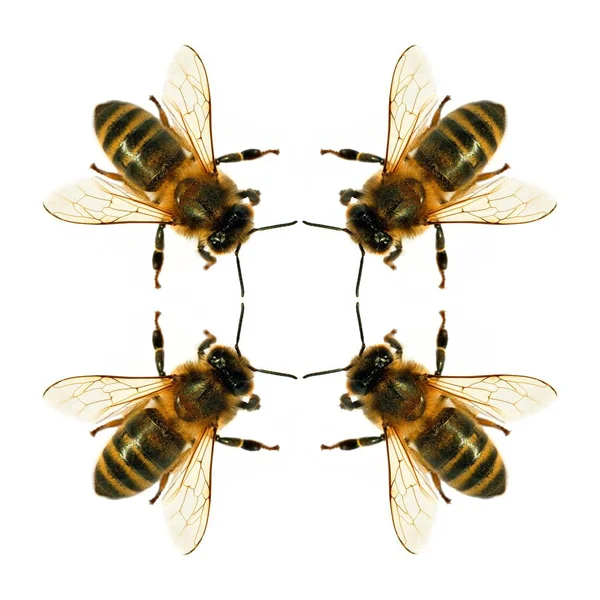 Gruppe Von Bienen Oder Honigbienen Lateinisch Apis Mellifera Europäische Oder — Stockfoto