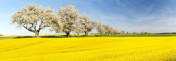 Rzepakowego Pola Rzepaku Lub Rzepiku Aleja Drzew Kwitnących Wiśni Piękne — Zdjęcie stockowe