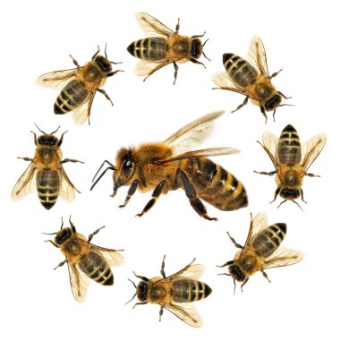 Arı veya bal arısı Latin Apis Mellifera, Avrupa ya da Batı bal arıları altın arıları, beyaz arka plan izole içinde grubu