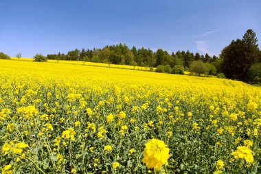 Kolza tohumu, kanola veya kolza, latin brassica napus kırsal yol ve berrak gökyüzü - kolza tohumu ile bitki yeşil enerji ve yeşil endüstri tarlası