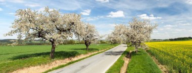 Güzel gökyüzü ve kolza tohumu tarlası olan çiçek açan kiraz ağaçlarının yolu ve sokağı.