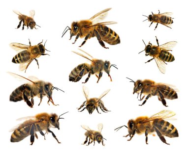 Arı veya bal arısı Latin Apis Mellifera, Avrupa ya da Batı bal arıları altın arıları, beyaz arka plan izole içinde grubu