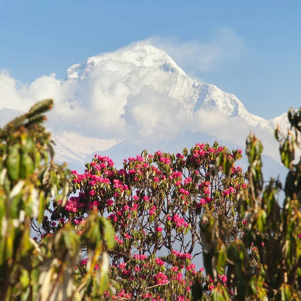 Kilátás Dhaulagiri Hegyre Poon Hill Kilátás Pont Piros Rododendron Nepál — Stock Fotó