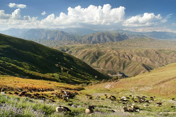 Tian Shan Mountains Kyrgyzstan Panoramic View Steppe Herd Sheeps Goads — Stock Photo, Image