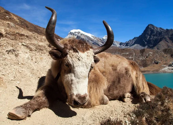 Yak on the way to Everest base camp (Bos grunniens or Bos mutus) - Nepal Himalayas mountains